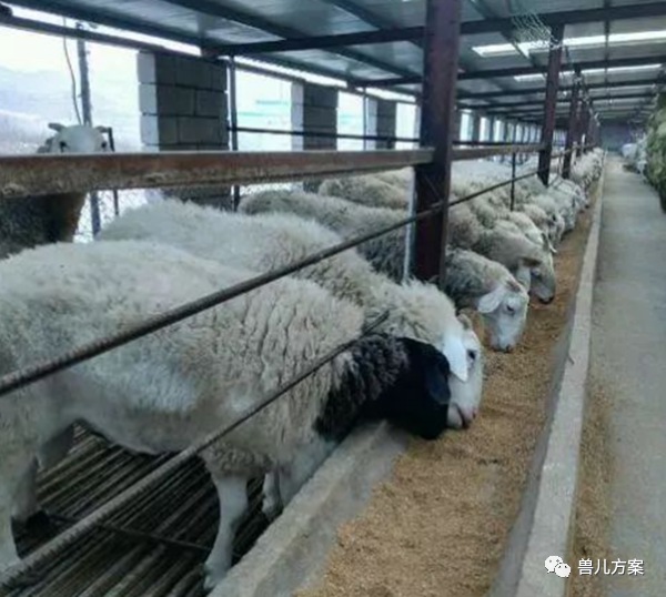 农作物人工补硒(农作物怎样补硒)-硒宝网