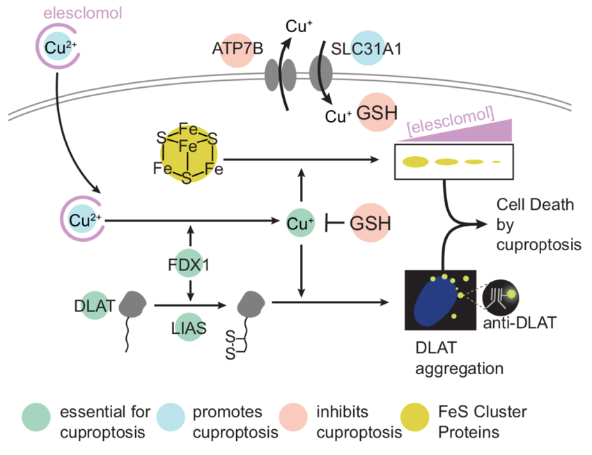 尿毒症患者补硒（补硒对尿毒症有好处吗）-硒宝网