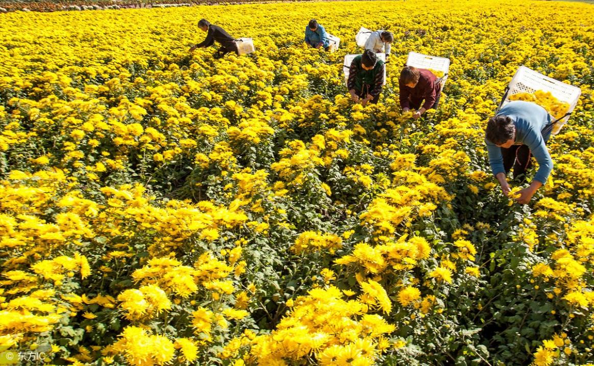 补硒能不能喝酒(喝酒能吃硒吗)-硒宝网