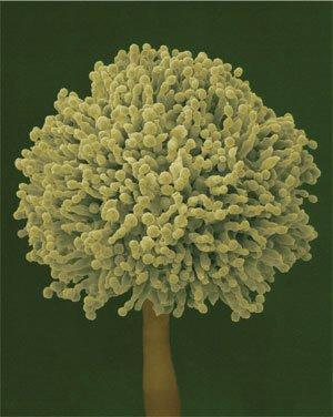 补硒能不能喝酒(喝酒能吃硒吗)-硒宝网