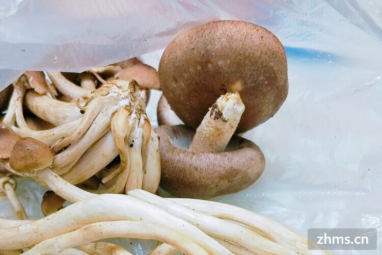 补硒的菜有那些(硒对蔬菜的作用)-硒宝网