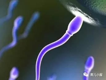 吃什么能补硒锌（锌硒同补）-硒宝网