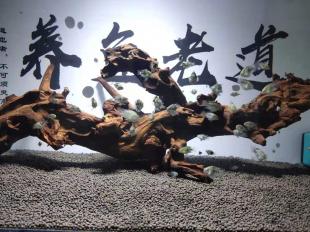 补硒有喝什么好(补硒会不会过量)-硒宝网