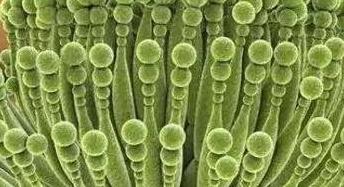 补硒溃疡结肠炎(补结肠炎溃疡硒片吃多久)-硒宝网