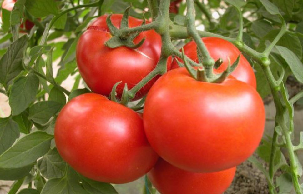 番茄红素能补硒（补充番茄红素有用吗）-硒宝网