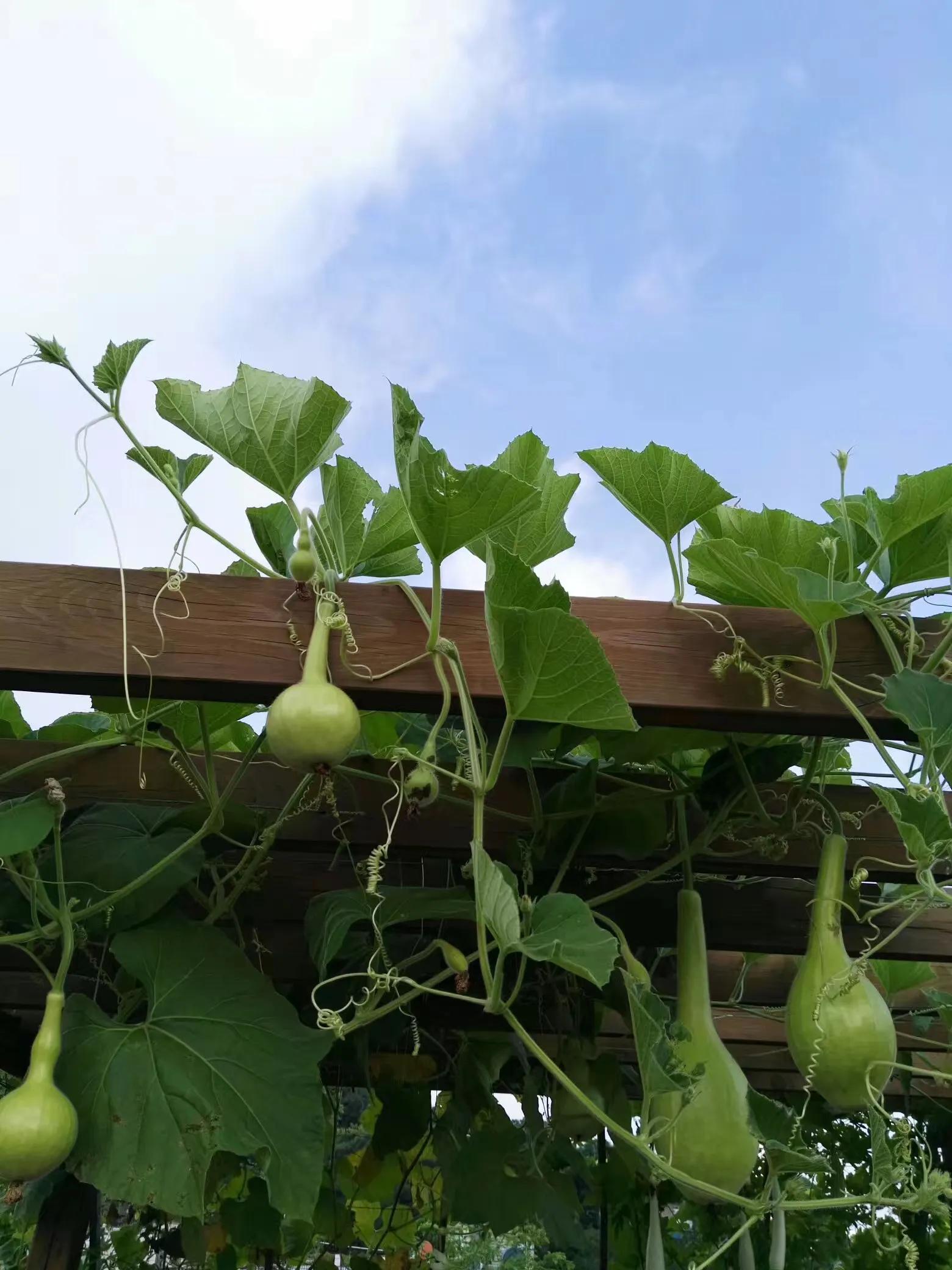 腰疼补硒可以吗（补硒药可以长时间服用吗）-硒宝网