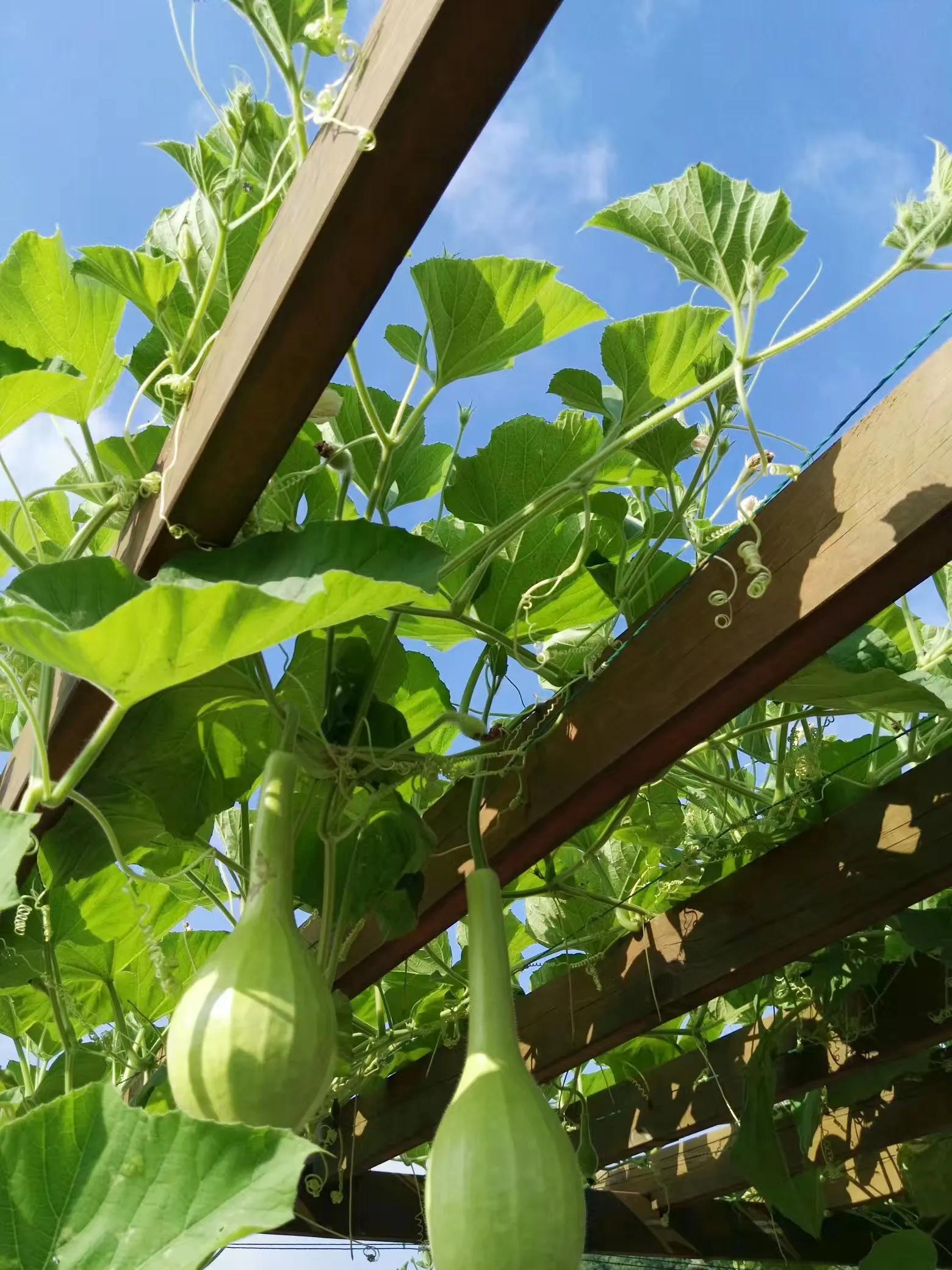 腰疼补硒可以吗（补硒药可以长时间服用吗）-硒宝网