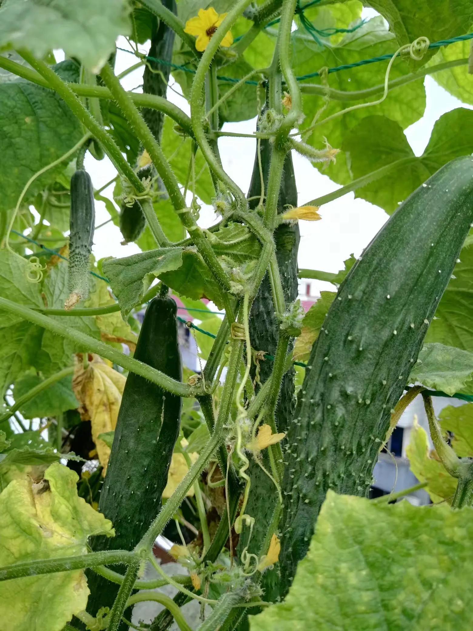 腰疼补硒可以吗（补硒药可以长时间服用吗）-硒宝网