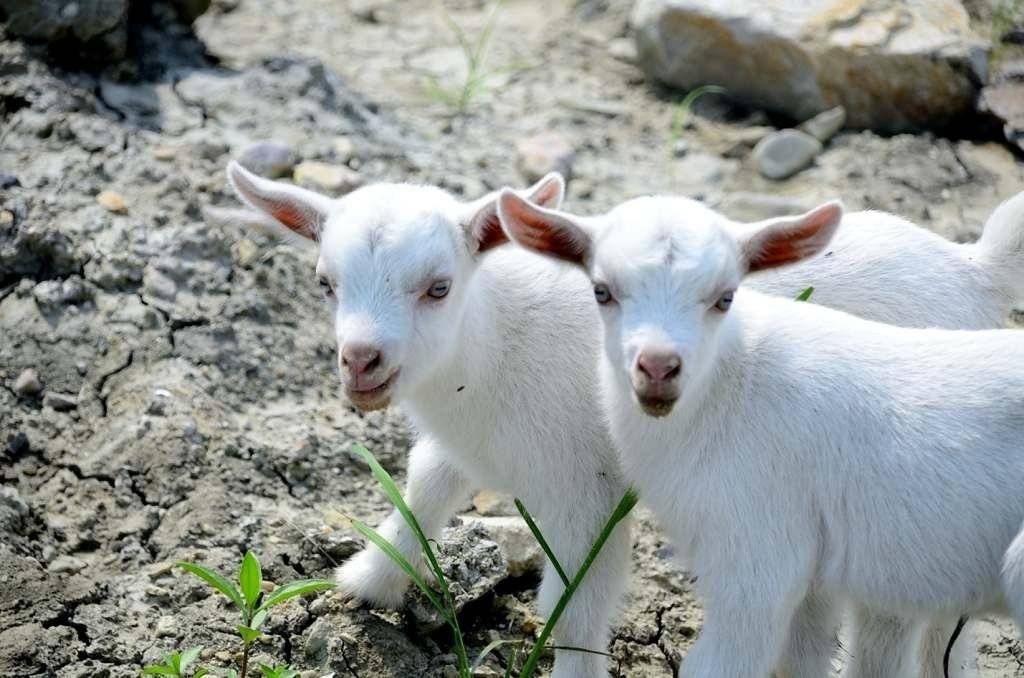 羊喂什么能补硒（羊补硒过量怎么解毒）-硒宝网