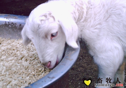 养羊需要补硒吗(补养羊需要硒元素吗)-硒宝网