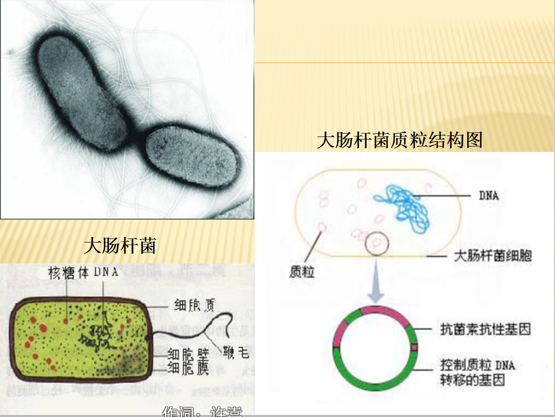 补硒能治肠炎么（能治补肠炎硒的中药）-硒宝网