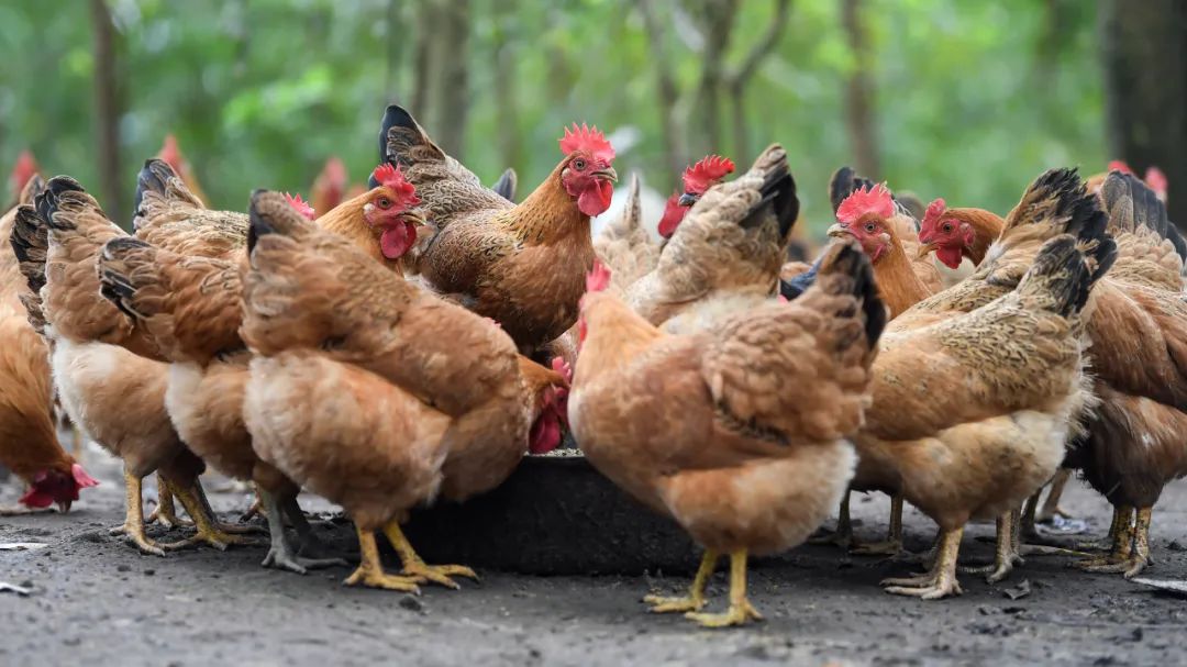 鸡蛋粉能补硒吗(鸡蛋能补粉硒嘛)-硒宝网