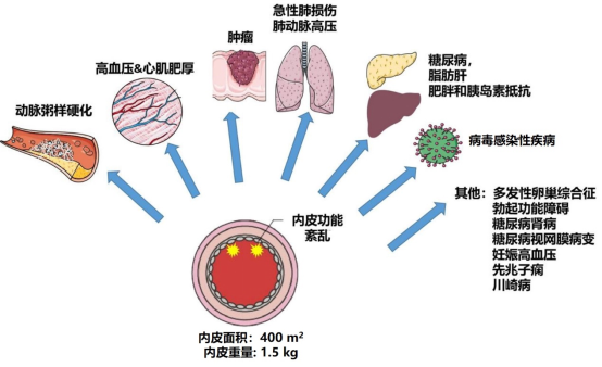 补硒后会出血吗（补硒会引起便血吗）-硒宝网