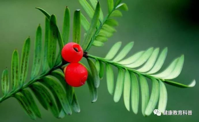 补硒保健品测评(保健补品测评硒含量标准)-硒宝网