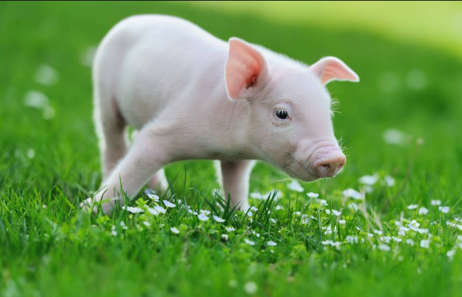 母猪补硒怎么办（母猪补硒的方式）-硒宝网