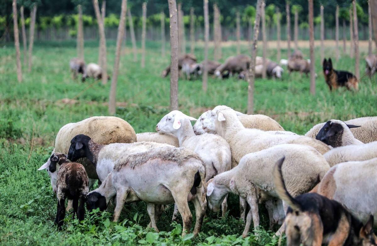 大羊要补多少硒（羊补硒用什么药了）-硒宝网