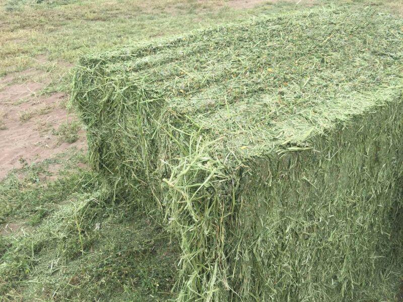 大羊要补多少硒（羊补硒用什么药了）-硒宝网