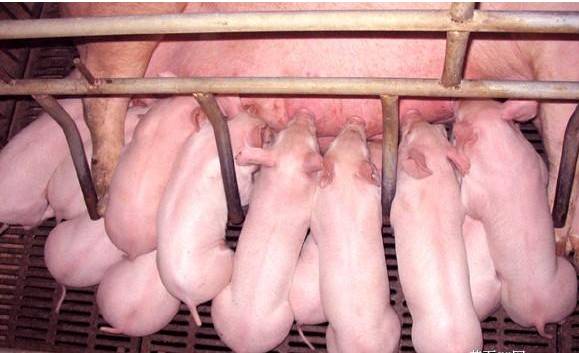 母猪补硒怎么办(母猪缺硒对仔猪影响)-硒宝网