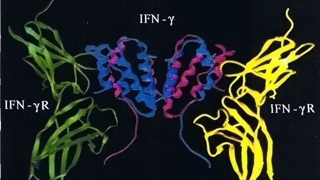 心肌炎为啥补硒（心肌炎适合用什么补）-硒宝网