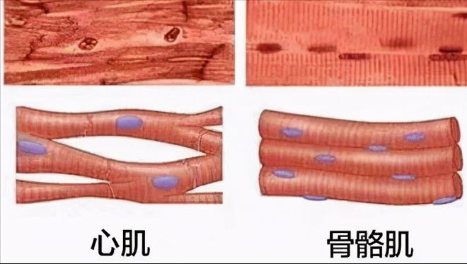 心肌炎为啥补硒（心肌炎适合用什么补）-硒宝网
