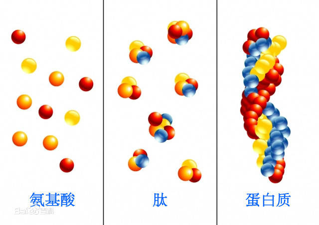 低蛋白能补硒吗(蛋白能补低硒元素吗)-硒宝网
