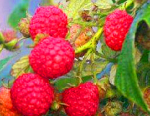 补硒第一的水果(补硒最佳10种水果)-硒宝网