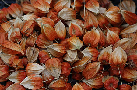 乳腺病可以补硒（补硒对乳腺疾病有好处吗）-硒宝网