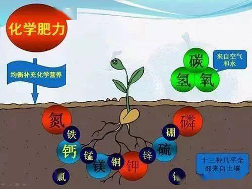 缺钾锌硒怎么补（缺锌硒会导致什么）-硒宝网