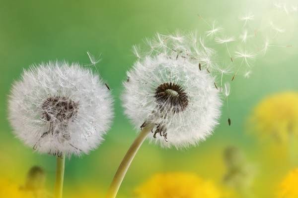 咸鸭蛋有补硒吗（鸭蛋硒高还是鸡蛋硒高）-硒宝网