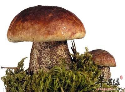 人能随便补硒吗（能随便补硒吗）-硒宝网