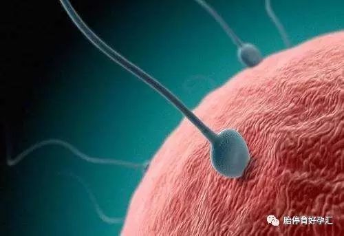 备孕补硒的好处(备孕期能补硒吗)-硒宝网