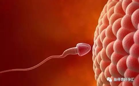 备孕补硒的好处(备孕期能补硒吗)-硒宝网