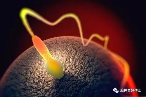 备孕补硒的好处(备孕期能补硒吗)-硒宝网