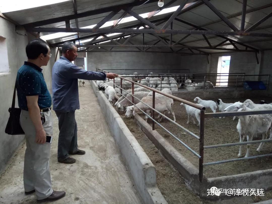 羊羔能不能补硒(羊补硒用什么药了)-硒宝网