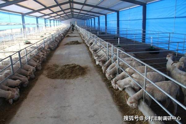 羊羔能不能补硒(羊补硒用什么药了)-硒宝网