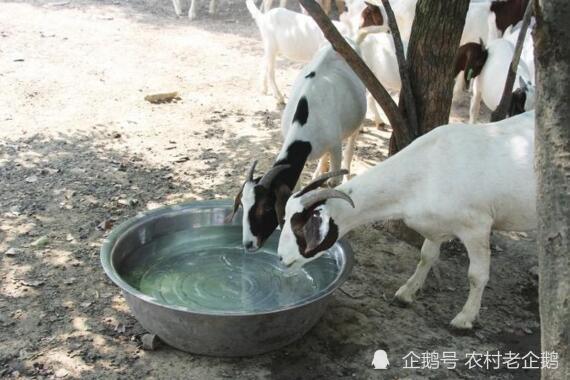 羊羔能不能补硒(羊补硒用什么药了)-硒宝网