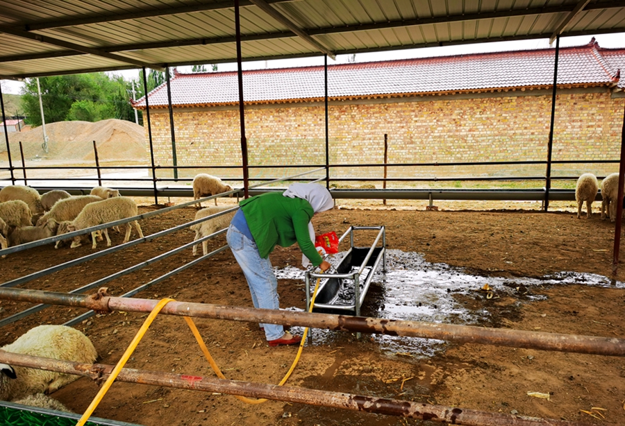 羊羔能不能补硒(羊补硒用什么药了)-硒宝网