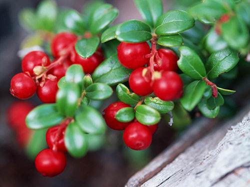 补硒后会变瘦吗(补硒会变胖吗)-硒宝网