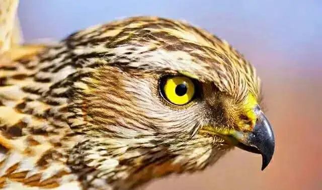 近视补硒有用吗(近视补硒用有副作用吗)-硒宝网