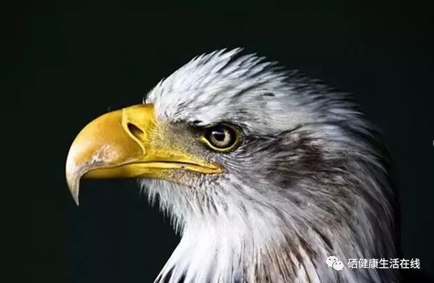 近视补硒有用吗(近视补硒用有效果吗)-硒宝网