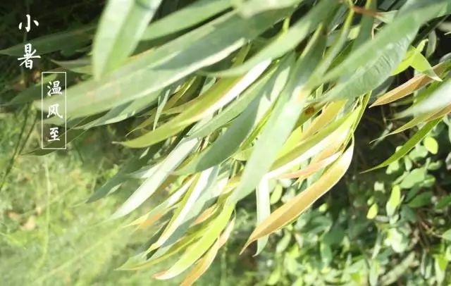 熟南瓜籽补硒吗（南瓜籽含硒高吗）-硒宝网