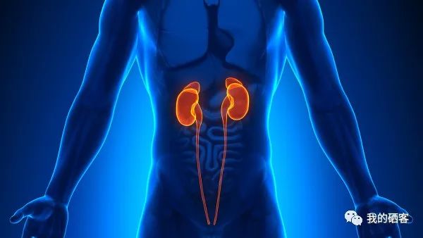 补硒对肾病好吗（硒补肾吗）-硒宝网