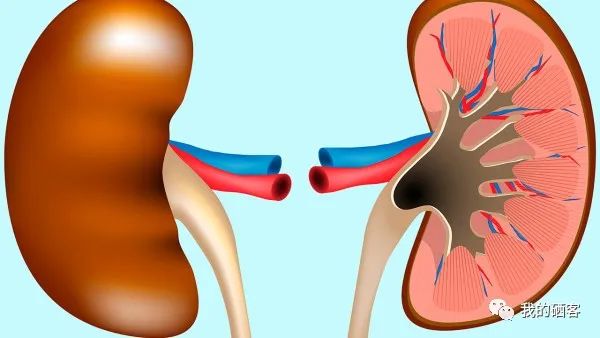 补硒对肾病好吗（硒补肾吗）-硒宝网