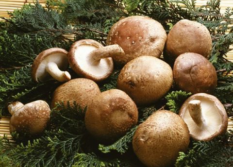 给鸡补硒的实验（蛋鸡补硒）-硒宝网