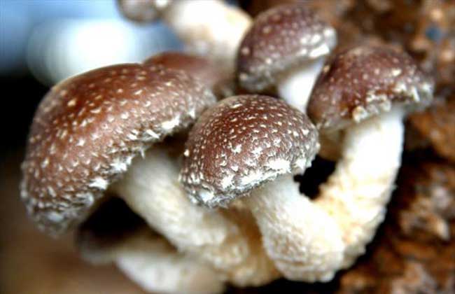 给鸡补硒的实验（蛋鸡补硒）-硒宝网