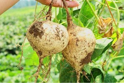 乳腺癌补硒害处（乳腺癌补硒一天用量是多少）-硒宝网