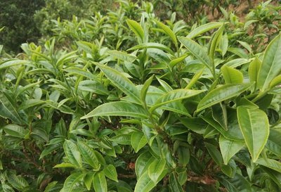 补硒可以保肝吗(补保肝硒可以吃多久)-硒宝网