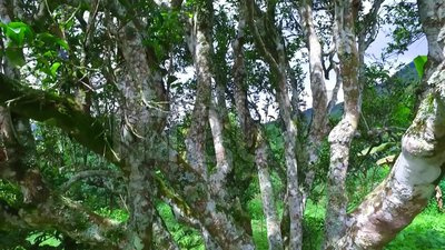 补硒可以保肝吗(补保肝硒可以吃多久)-硒宝网