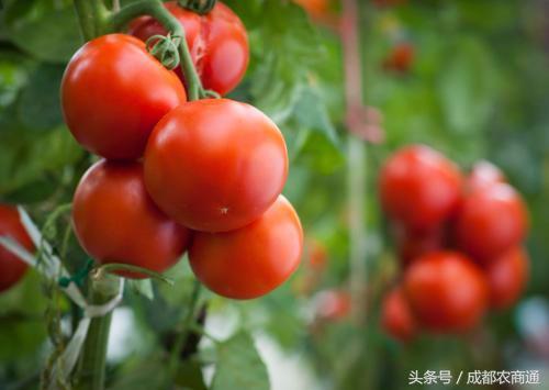 番茄怎么样补硒(番茄硒含量)-硒宝网