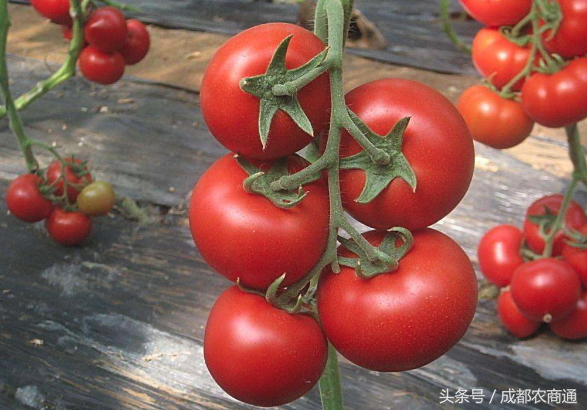 番茄怎么样补硒(番茄硒含量)-硒宝网